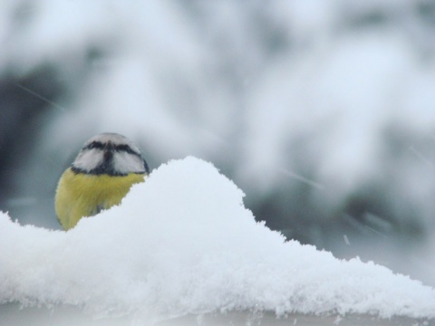 Kliknij na zdjęcie, żeby zobaczyć w pełnych wymiarach