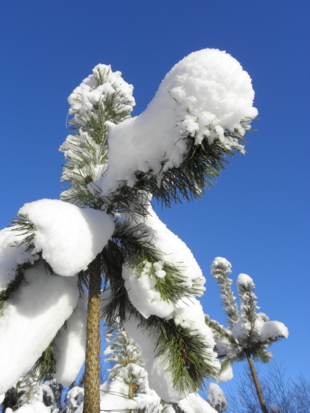 Kliknij na zdjęcie, żeby zobaczyć w pełnych wymiarach