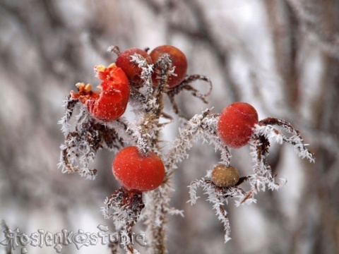 Kliknij na zdjęcie, żeby zobaczyć w pełnych wymiarach