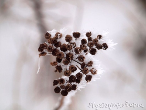 Kliknij na zdjęcie, żeby zobaczyć w pełnych wymiarach