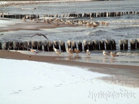 Kliknij na zdjęcie, żeby zobaczyć w pełnych wymiarach