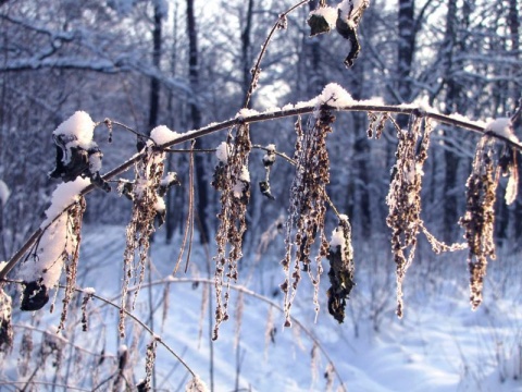 Kliknij na zdjęcie, żeby zobaczyć w pełnych wymiarach