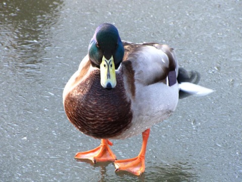 Kliknij na zdjęcie, żeby zobaczyć w pełnych wymiarach