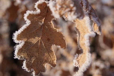 Kliknij na zdjęcie, żeby zobaczyć w pełnych wymiarach