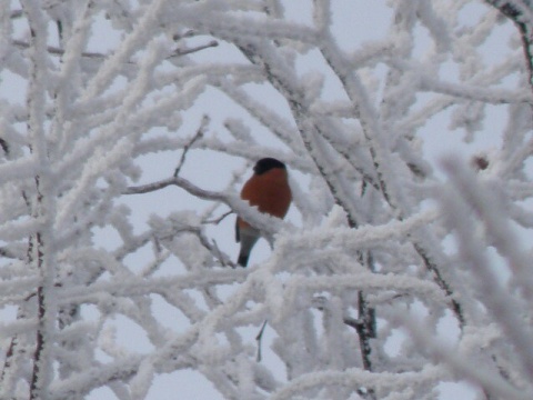 Kliknij na zdjęcie, żeby zobaczyć w pełnych wymiarach