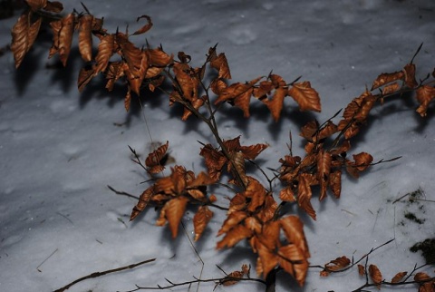 Kliknij na zdjęcie, żeby zobaczyć w pełnych wymiarach