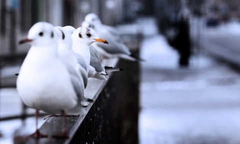 Kliknij na zdjęcie, żeby zobaczyć w pełnych wymiarach