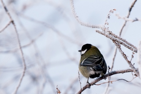 Kliknij na zdjęcie, żeby zobaczyć w pełnych wymiarach