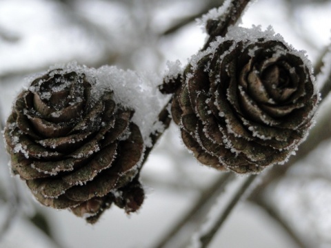 Kliknij na zdjęcie, żeby zobaczyć w pełnych wymiarach