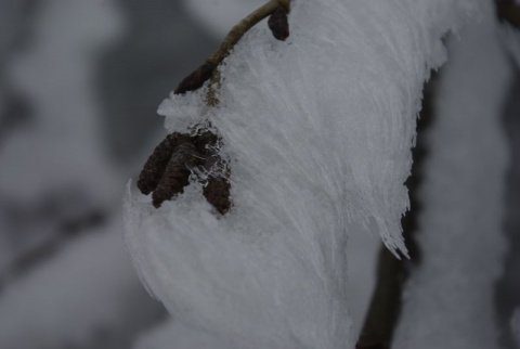 Kliknij na zdjęcie, żeby zobaczyć w pełnych wymiarach