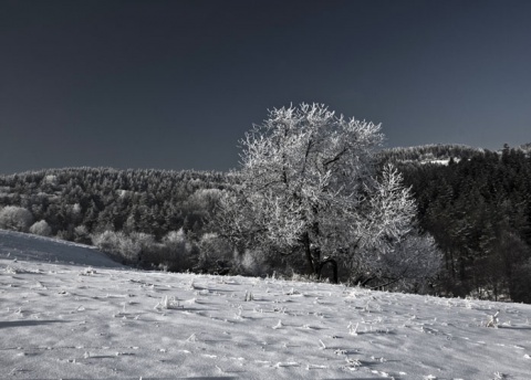 Kliknij na zdjęcie, żeby zobaczyć w pełnych wymiarach
