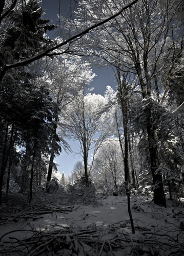Kliknij na zdjęcie, żeby zobaczyć w pełnych wymiarach