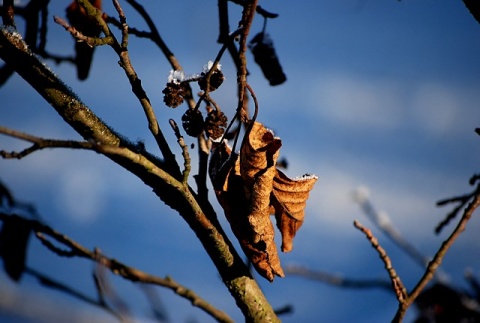 Kliknij na zdjęcie, żeby zobaczyć w pełnych wymiarach