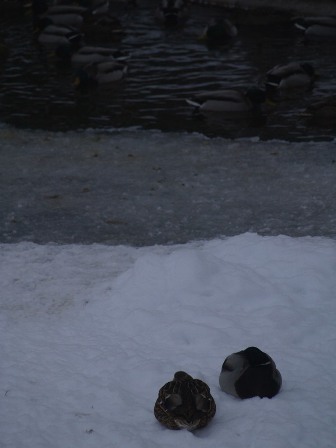 Kliknij na zdjęcie, żeby zobaczyć w pełnych wymiarach