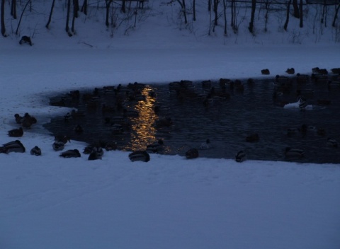 Kliknij na zdjęcie, żeby zobaczyć w pełnych wymiarach
