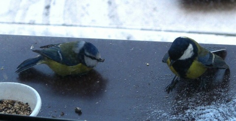 Kliknij na zdjęcie, żeby zobaczyć w pełnych wymiarach