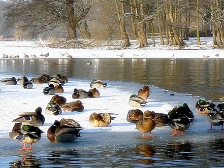 Kliknij na zdjęcie, żeby zobaczyć w pełnych wymiarach