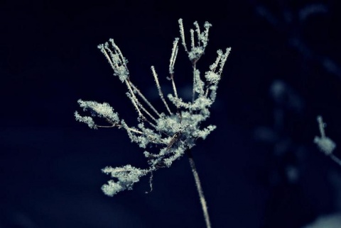 Kliknij na zdjęcie, żeby zobaczyć w pełnych wymiarach