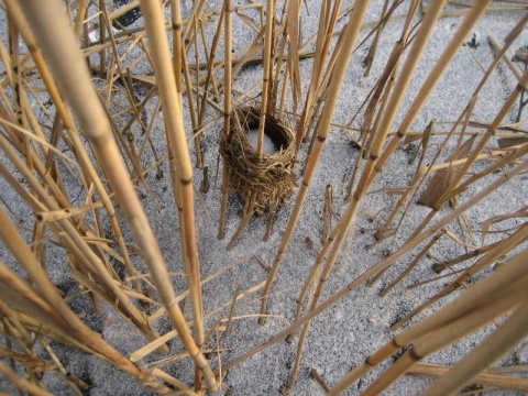 Kliknij na zdjęcie, żeby zobaczyć w pełnych wymiarach