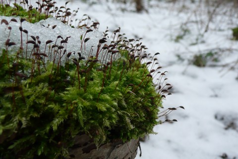 Kliknij na zdjęcie, żeby zobaczyć w pełnych wymiarach