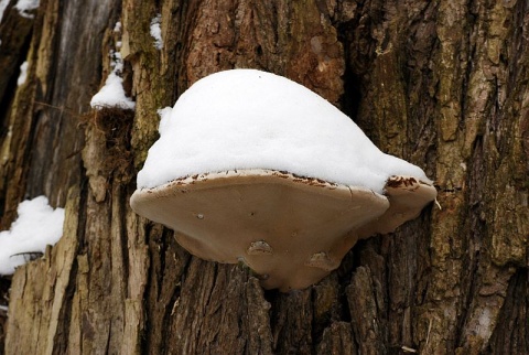 Kliknij na zdjęcie, żeby zobaczyć w pełnych wymiarach