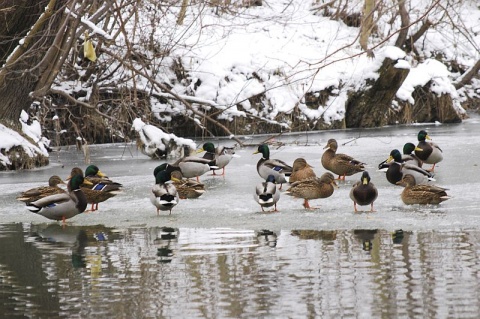 Kliknij na zdjęcie, żeby zobaczyć w pełnych wymiarach