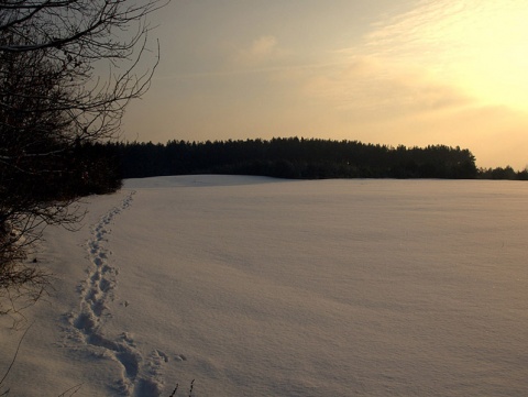 Kliknij na zdjęcie, żeby zobaczyć w pełnych wymiarach