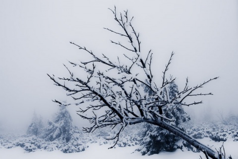 Kliknij na zdjęcie, żeby zobaczyć w pełnych wymiarach