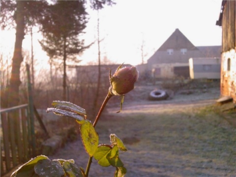 Kliknij na zdjęcie, żeby zobaczyć w pełnych wymiarach