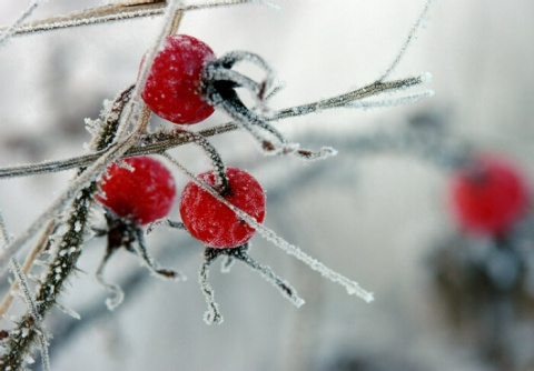Kliknij na zdjęcie, żeby zobaczyć w pełnych wymiarach