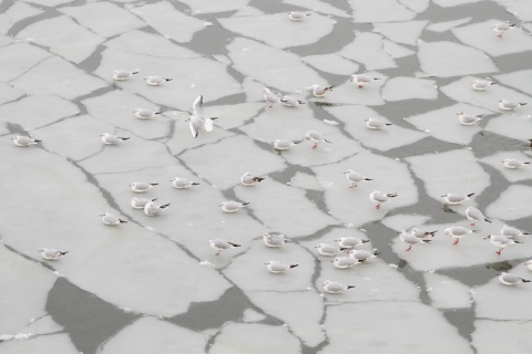 Kliknij na zdjęcie, żeby zobaczyć w pełnych wymiarach