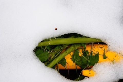 Kliknij na zdjęcie, żeby zobaczyć w pełnych wymiarach