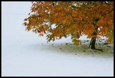 Kliknij na zdjęcie, żeby zobaczyć w pełnych wymiarach
