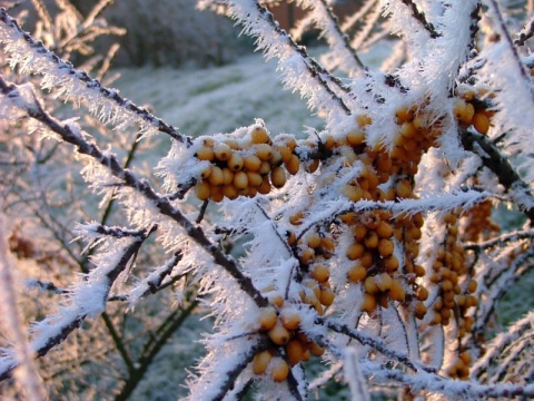 Kliknij na zdjęcie, żeby zobaczyć w pełnych wymiarach