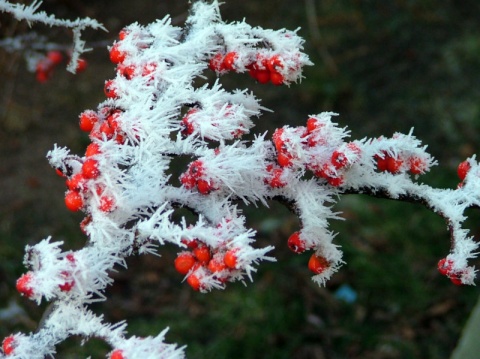 Kliknij na zdjęcie, żeby zobaczyć w pełnych wymiarach