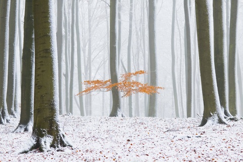 Kliknij na zdjęcie, żeby zobaczyć w pełnych wymiarach