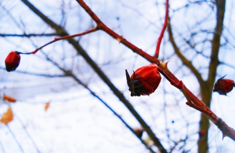 Kliknij na zdjęcie, żeby zobaczyć w pełnych wymiarach