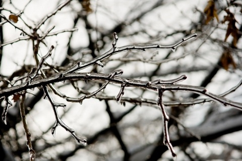 Kliknij na zdjęcie, żeby zobaczyć w pełnych wymiarach