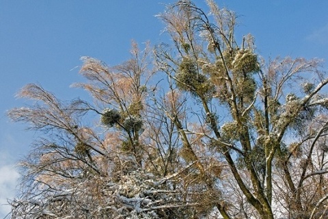 Kliknij na zdjęcie, żeby zobaczyć w pełnych wymiarach