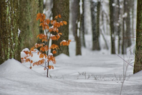 Kliknij na zdjęcie, żeby zobaczyć w pełnych wymiarach