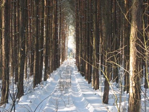 Kliknij na zdjęcie, żeby zobaczyć w pełnych wymiarach