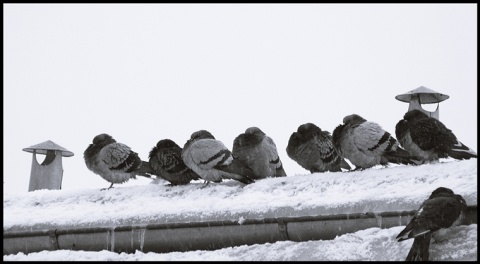 Kliknij na zdjęcie, żeby zobaczyć w pełnych wymiarach