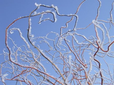 Kliknij na zdjęcie, żeby zobaczyć w pełnych wymiarach