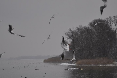 Kliknij na zdjęcie, żeby zobaczyć w pełnych wymiarach