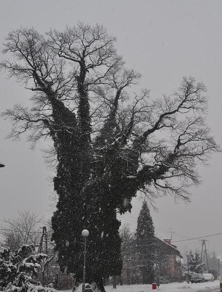 Kliknij na zdjęcie, żeby zobaczyć w pełnych wymiarach