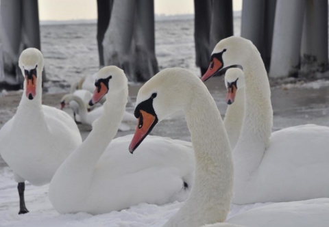 Kliknij na zdjęcie, żeby zobaczyć w pełnych wymiarach