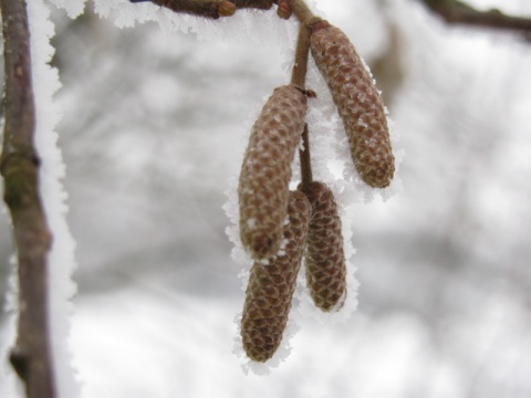 Kliknij na zdjęcie, żeby zobaczyć w pełnych wymiarach