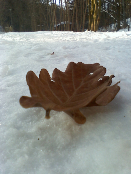 Kliknij na zdjęcie, żeby zobaczyć w pełnych wymiarach