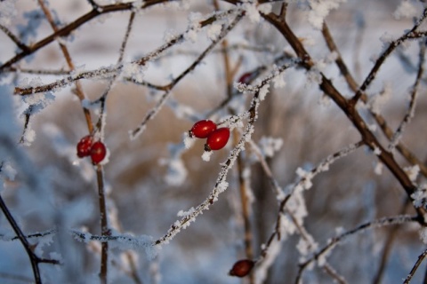 Kliknij na zdjęcie, żeby zobaczyć w pełnych wymiarach