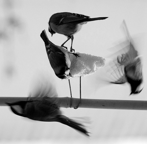 Kliknij na zdjęcie, żeby zobaczyć w pełnych wymiarach